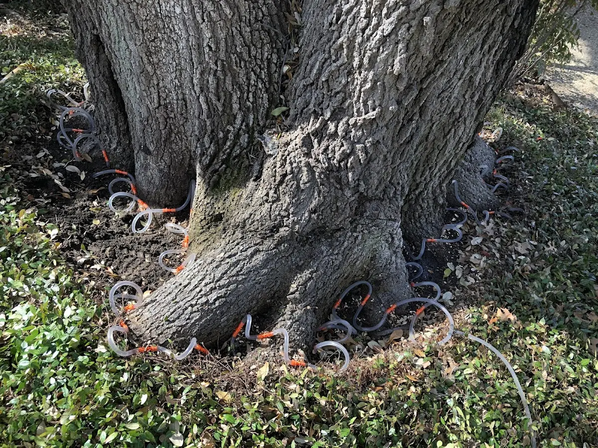 Detailed Tree Cabling and Bracing job site in Six Mile Run