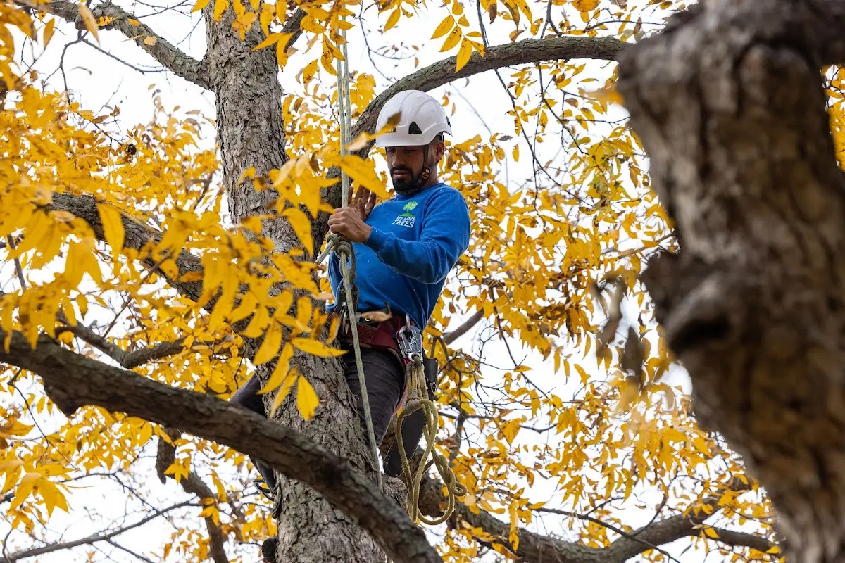 Skilled Tree Pruning crew working in Six Mile Run