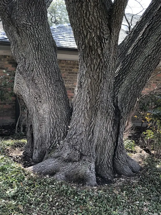 Mature heritage tree close to a Six Mile Run property cared for by certified arborists